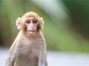 Trung Quốc dự kiến cho khỉ sinh sản trong vũ trụ 